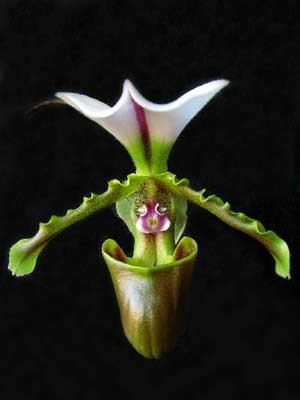 Paphiopedilum spicerianum