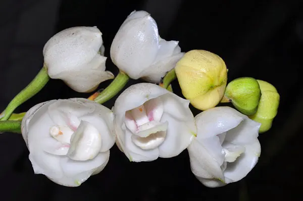 Peristeria elata