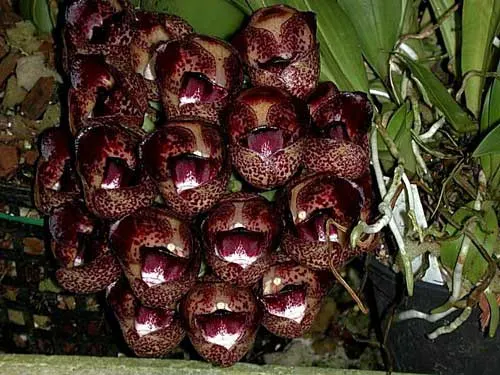 Peristeria lindenii