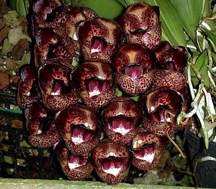 Peristeria pendula