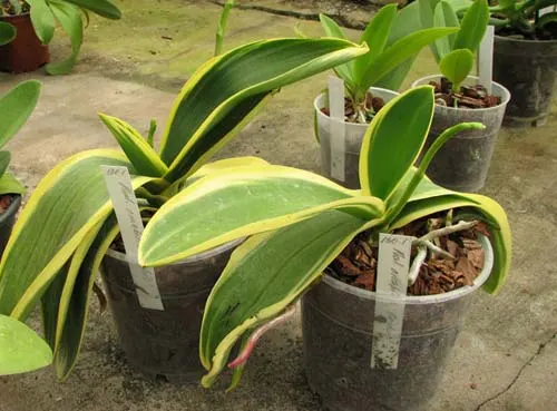 Phalaenopsis amabilis 'ORCHIS'