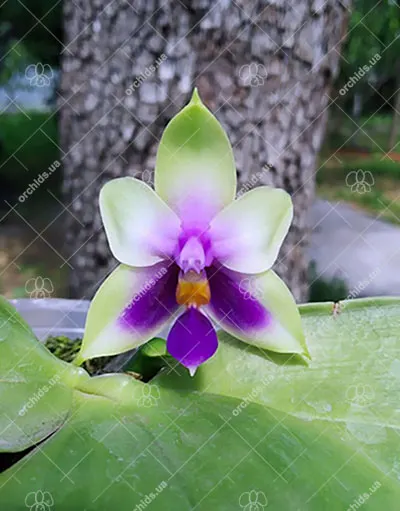 Phalaenopsis bellina blue