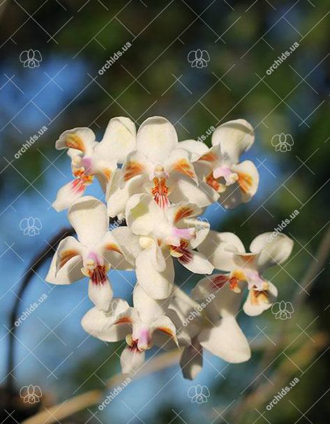 Phalaenopsis celebensis