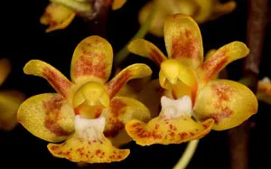 Phalaenopsis chibae