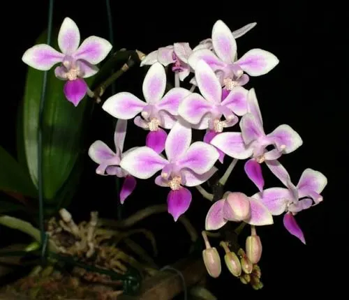 Phalaenopsis equestris