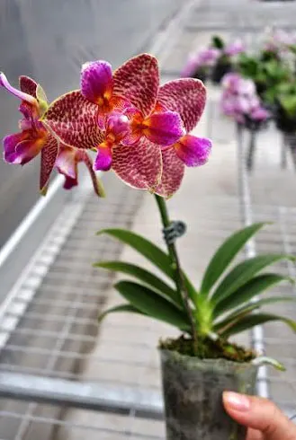 Phalaenopsis Joy Fairy Tale 'Joy'