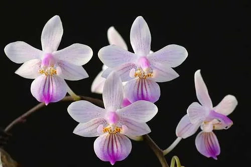 Phalaenopsis lindenii