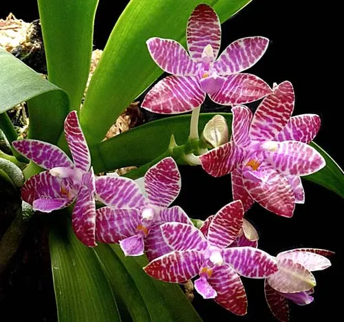 Phalaenopsis lueddemanniana