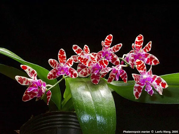 Phalaenopsis mariae