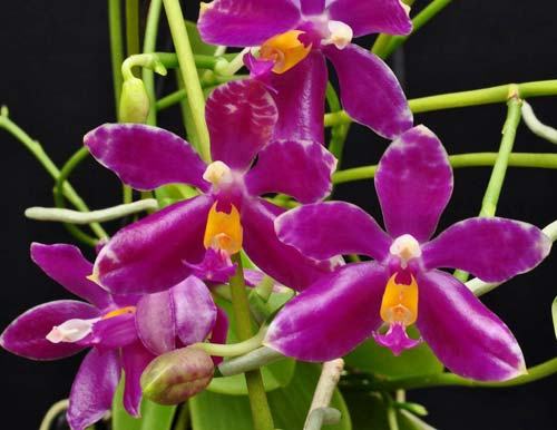 Phalaenopsis pulchra