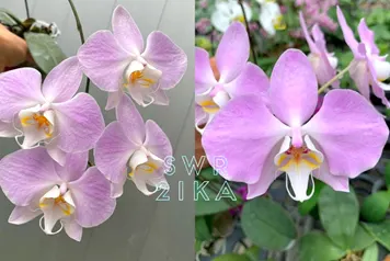 Phalaenopsis sanderiana