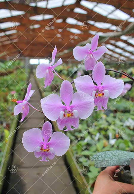 Phalaenopsis schilleriana