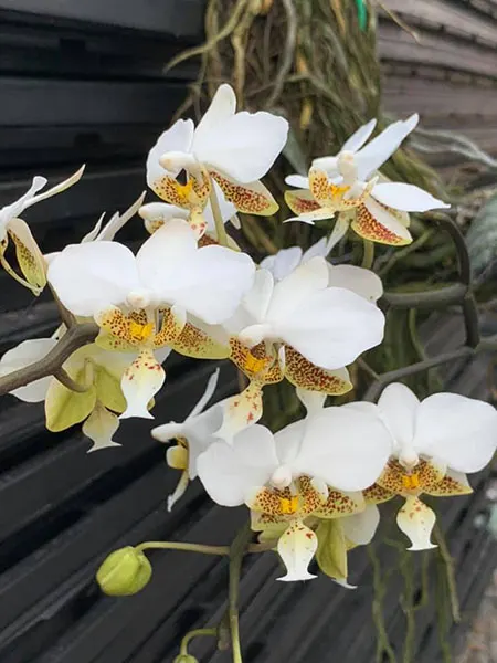 Phalaenopsis stuartiana