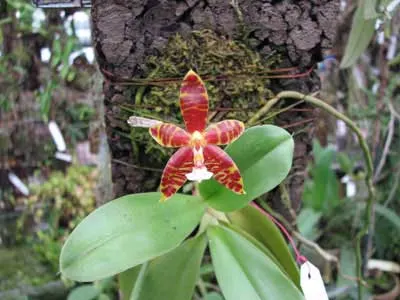 Phalaenopsis amboinensis x violacea