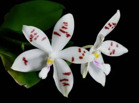 Phalaenopsis tetraspis