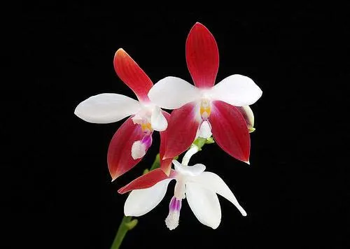 Phalaenopsis tetraspis 'C#1'