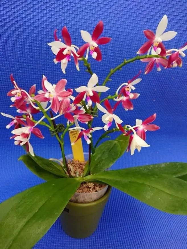 Phalaenopsis tetraspis 'C#1'