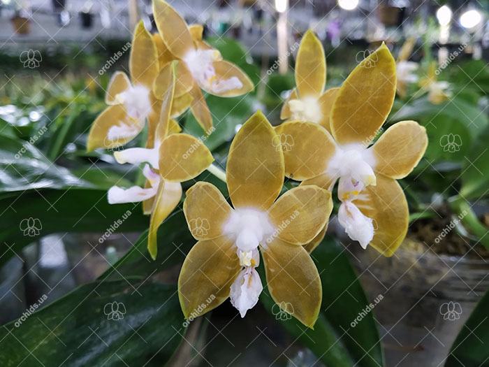 Phalaenopsis venosa