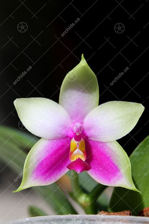 Phalaenopsis bellina AL