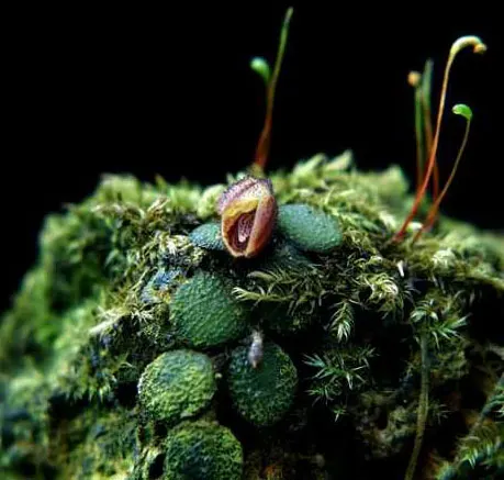 Phloeophila echinata