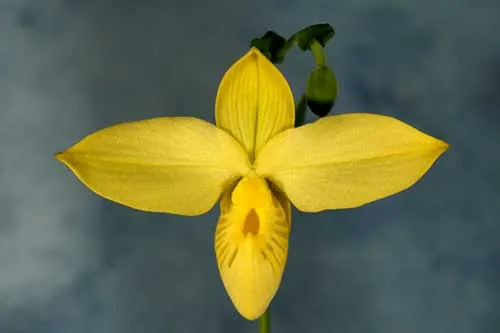 Phragmipedium besseae flava
