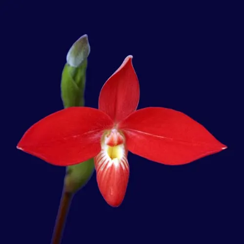 Phragmipedium besseae
