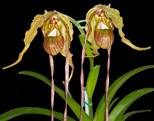 Phragmipedium caudatum var. giganteum