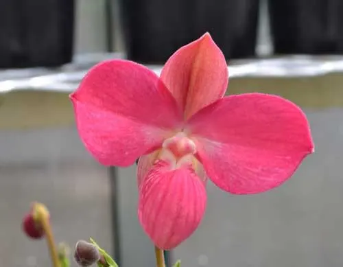 Phragmipedium kovachii x Jason Fischer