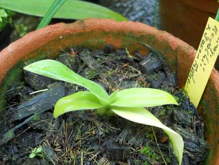 Phragmipedium kovachii x Jason Fischer