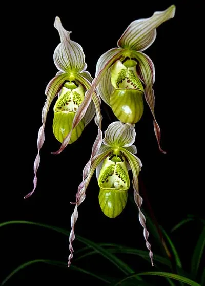 Phragmipedium pearcei