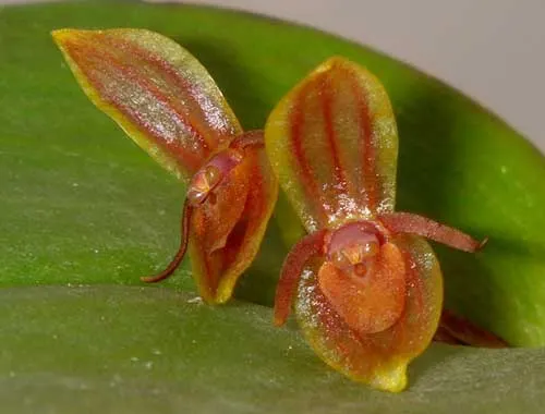 Pleurothallis antonensis