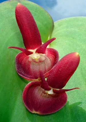 Pleurothallis calceolaris