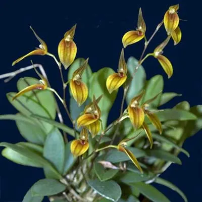 Pleurothallis grobyi