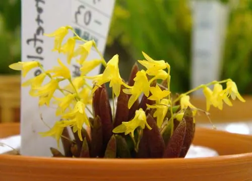 Pleurothallis leptotifolia