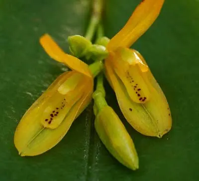 Pleurothallis luteola