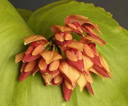 Pleurothallis marthae