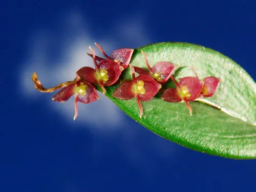 Pleurothallis ptychophora
