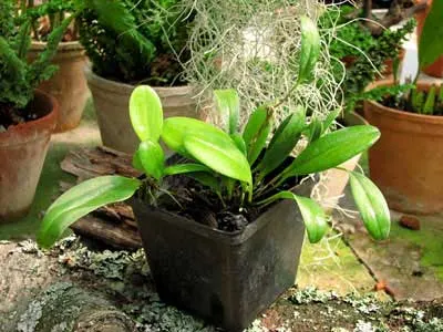 Pleurothallis restrepioides