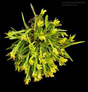 Pleurothallis sonderana