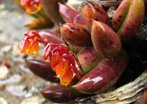 Pleurothallis teres
