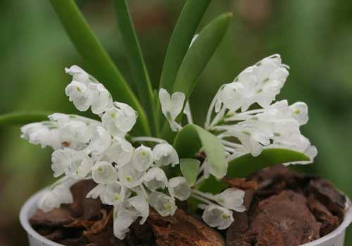 Podangis dactyloceras