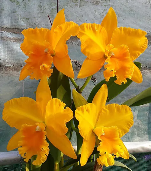 Potinara Haw Yuan Gold 'YC#2' (Pot. Lemon Tree x Blc. Tassie Barbero)