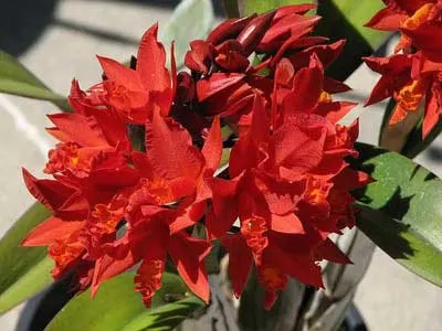 Potinara Shinfong Dawn