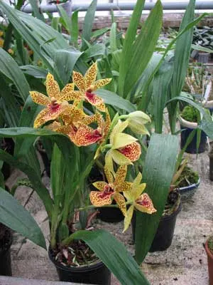 Propetalum Hark