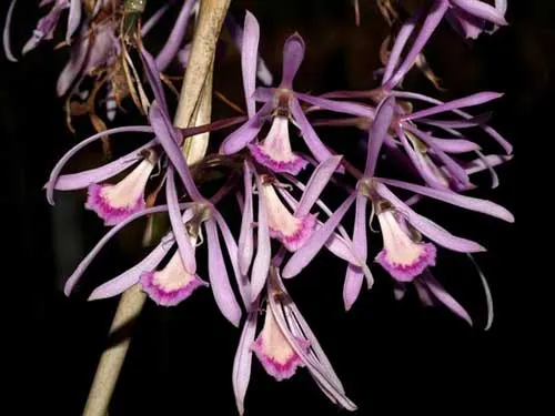 Pseudolaelia dutrae