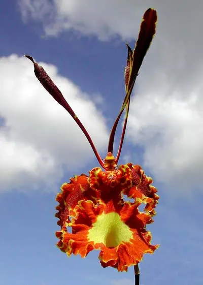 Oncidium papilio