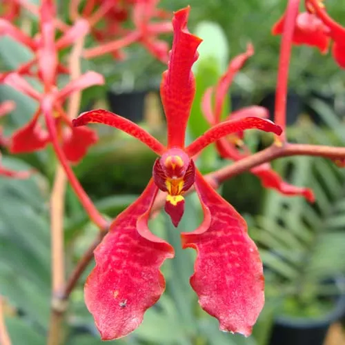 Renanthera Kalsum-stori