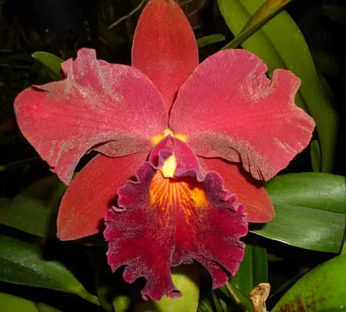 Rhyncholaeliocattleya Kat Sky Song 'Black Rose'
