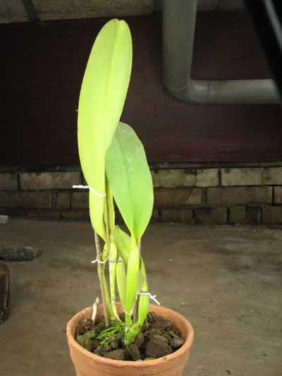 Rhyncholaeliocattleya Kat Sky Song 'Black Rose'