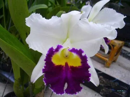 Rhyncholaeliocattleya Li Cheng Mary \'Pearl\'